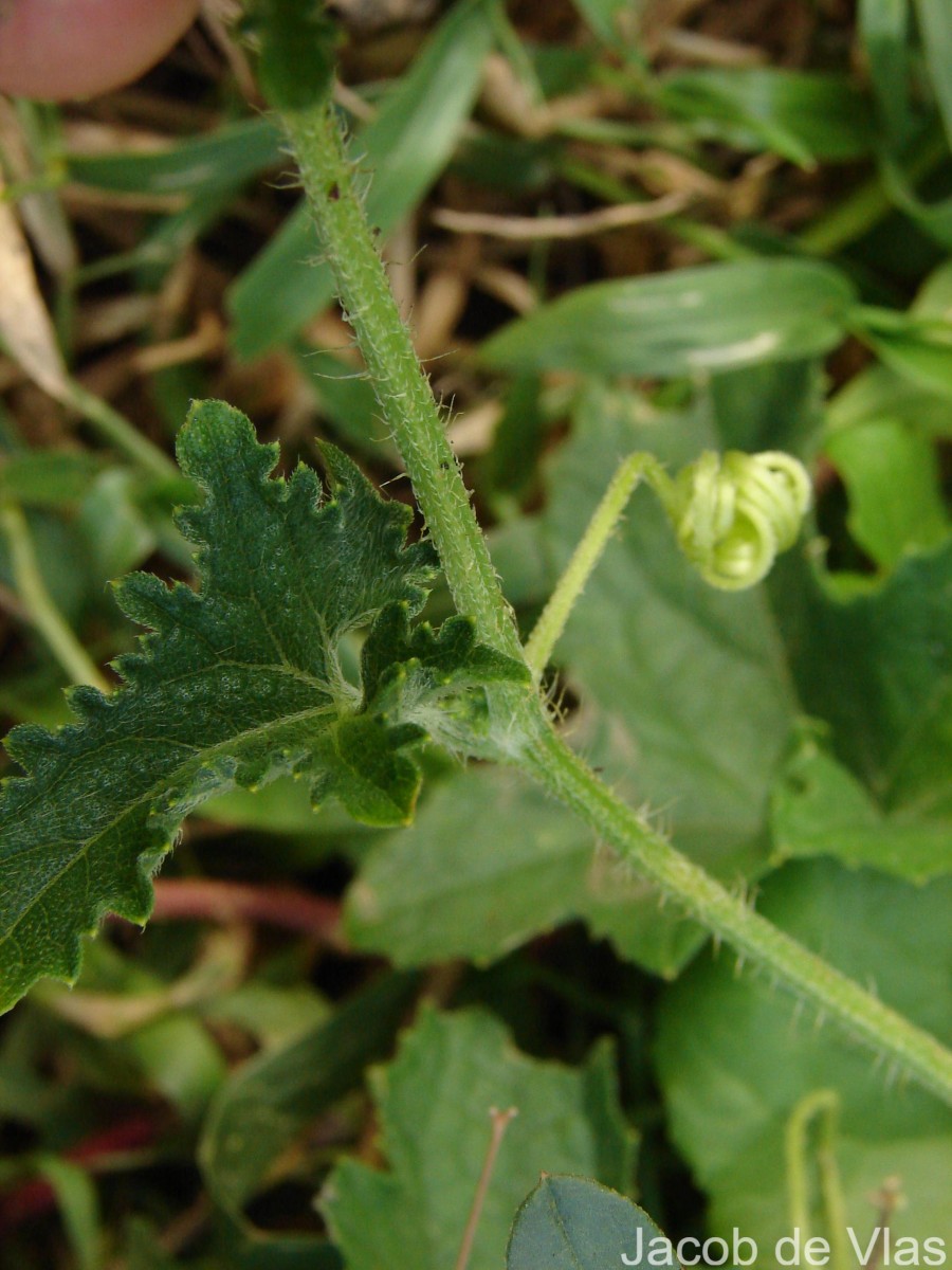 Cucumis maderaspatanus L.